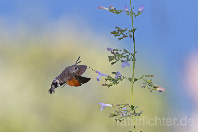 R14939 Taubenschwänzchen im Flug, Hummingbird Hawk-moth flying