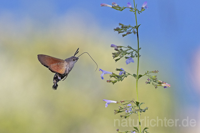 R14940 Taubenschwänzchen im Flug, Hummingbird Hawk-moth flying