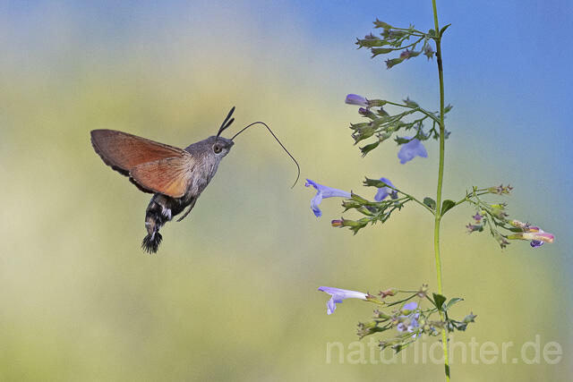 R14941 Taubenschwänzchen im Flug, Hummingbird Hawk-moth flying