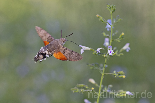 R14942 Taubenschwänzchen im Flug, Hummingbird Hawk-moth flying - Christoph Robiller