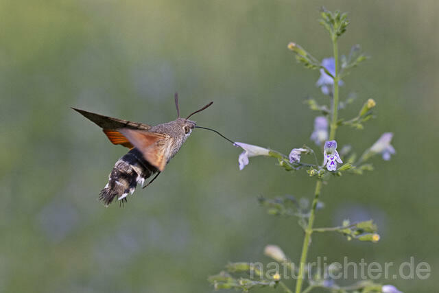 R14943 Taubenschwänzchen im Flug, Hummingbird Hawk-moth flying