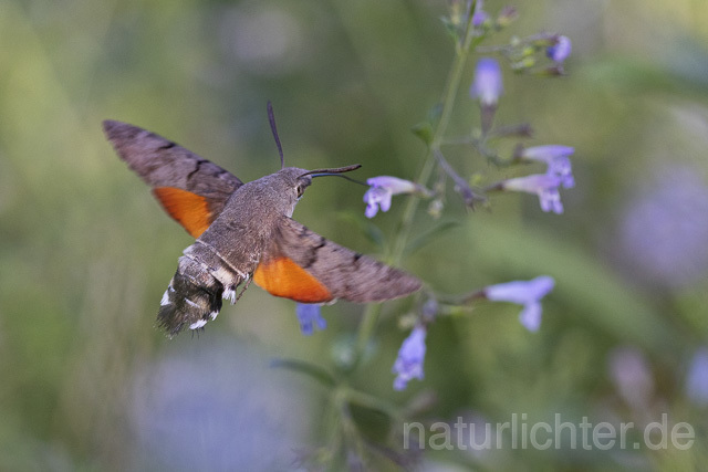 R14944 Taubenschwänzchen im Flug, Hummingbird Hawk-moth flying - Christoph Robiller