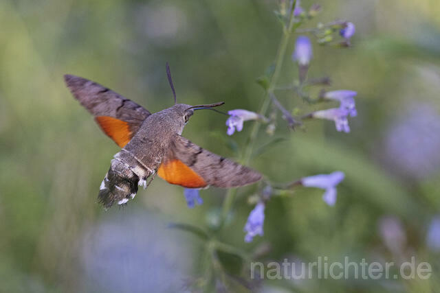 R14944 Taubenschwänzchen im Flug, Hummingbird Hawk-moth flying