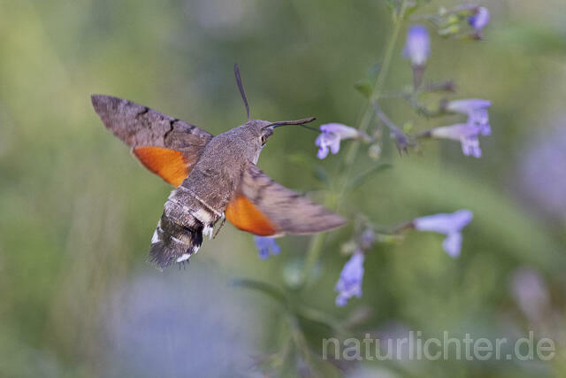 R14945 Taubenschwänzchen im Flug, Hummingbird Hawk-moth flying