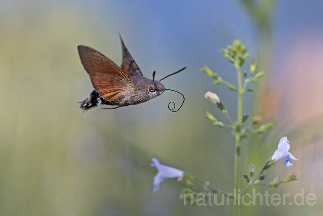 R14946 Taubenschwänzchen im Flug, Hummingbird Hawk-moth flying - Christoph Robiller