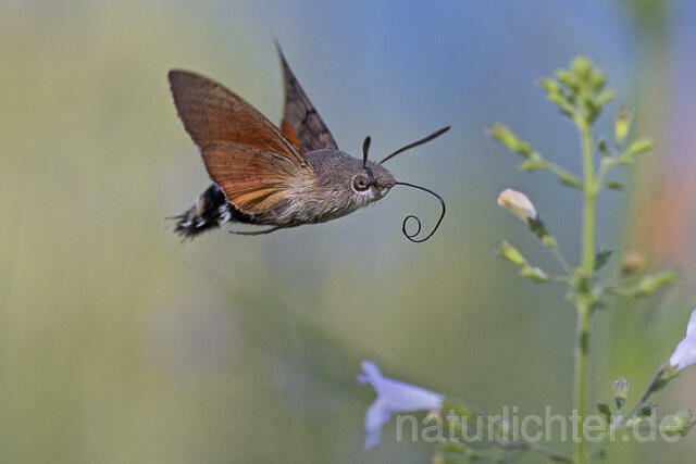 R14947 Taubenschwänzchen im Flug, Hummingbird Hawk-moth flying - Christoph Robiller