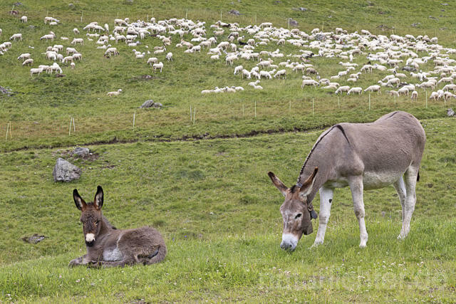 R14914 Hausesel, Jungtier, Donkey, Juvenile, Trentino-Südtirol, Dolomiten