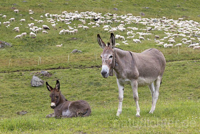 R14916 Hausesel, Jungtier, Donkey, Juvenile, Trentino-Südtirol, Dolomiten
