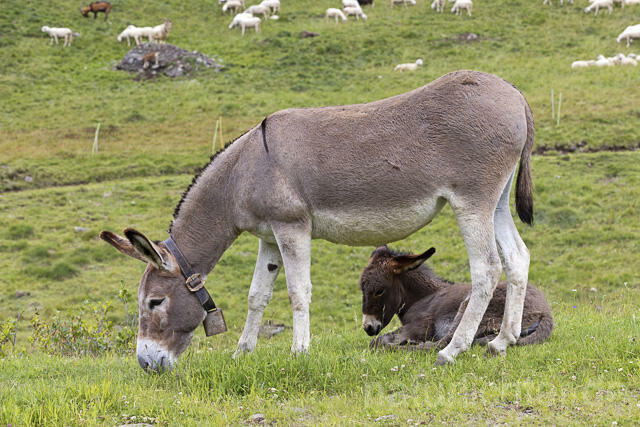 R14917 Hausesel, Jungtier, Donkey, Juvenile, Trentino-Südtirol, Dolomiten