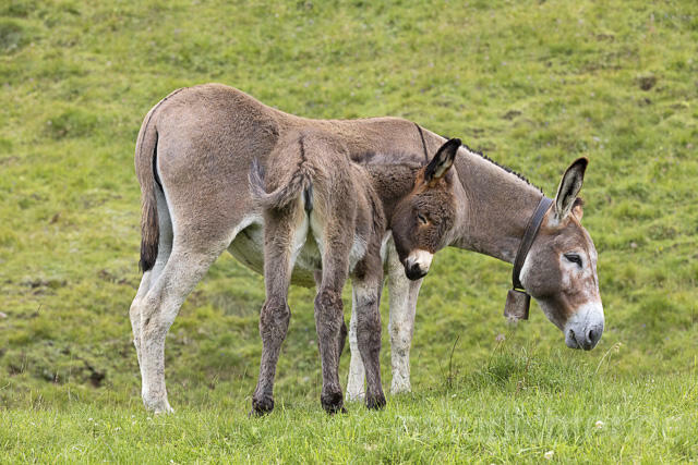 R14920 Hausesel, Jungtier, Donkey, Juvenile, Trentino-Südtirol, Dolomiten