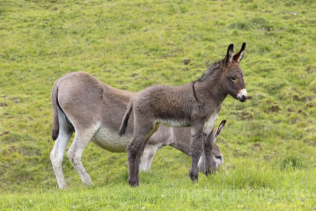 R14921 Hausesel, Jungtier, Donkey, Juvenile, Trentino-Südtirol, Dolomiten