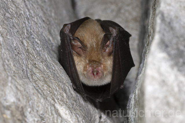 R14971 Kleine Hufeisennase im Winterquartier, Lesser horseshoe bat hibernation - Christoph Robiller