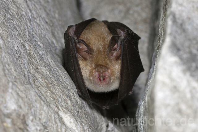 R14971 Kleine Hufeisennase im Winterquartier, Lesser horseshoe bat hibernation