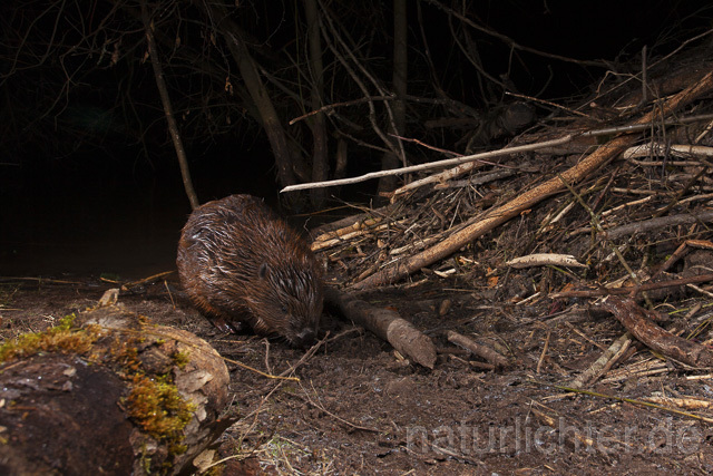 R14976 Biber, Eurasian beaver, Biberburg