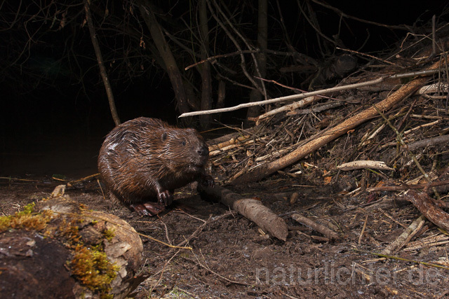 R14977 Biber, Eurasian beaver, Biberburg - Christoph Robiller