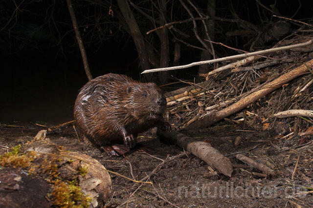 R14978 Biber, Eurasian beaver, Biberburg - Christoph Robiller