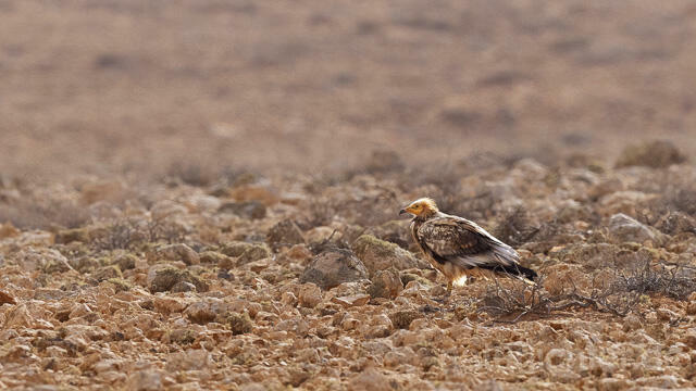 R15018 Schmutzgeier, Fuerteventura, Egyptian Vulture - Christoph Robiller