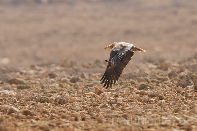 R15019 Schmutzgeier, Fuerteventura, Egyptian Vulture - Christoph Robiller