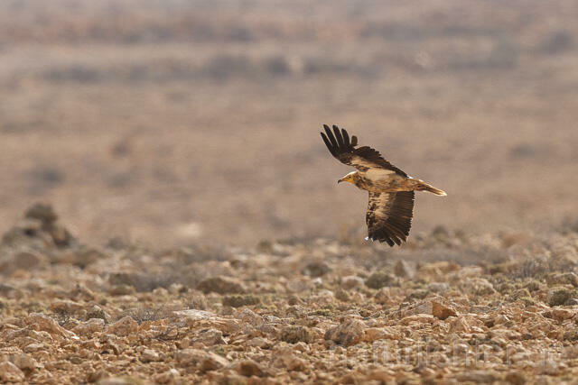 R15020 Schmutzgeier, Fuerteventura, Egyptian Vulture - Christoph Robiller
