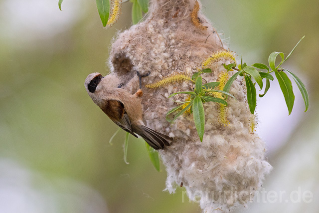 R15078  Beutelmeise am Nest, European Penduline Tit at nest