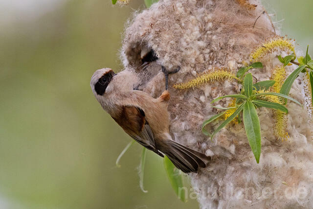R15081 Beutelmeise am Nest, European Penduline Tit at nest