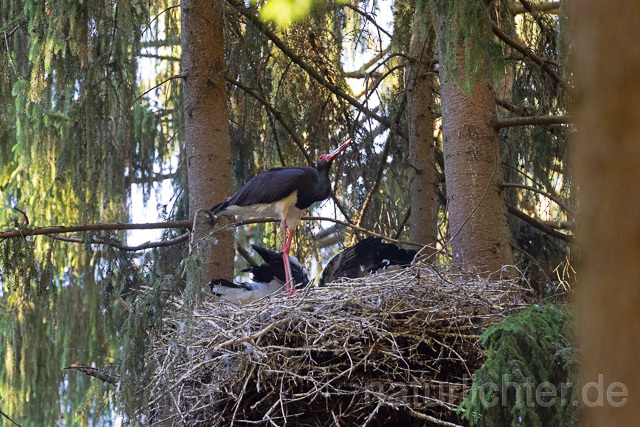R15096 Schwarzstorch am Nest mit Jungvögeln, Black stork at nest, Thüringen