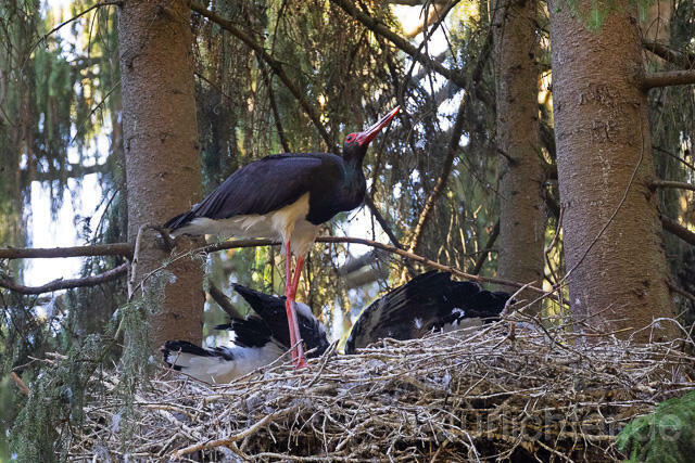 R15097 Schwarzstorch am Nest mit Jungvögeln, Black stork at nest, Thüringen