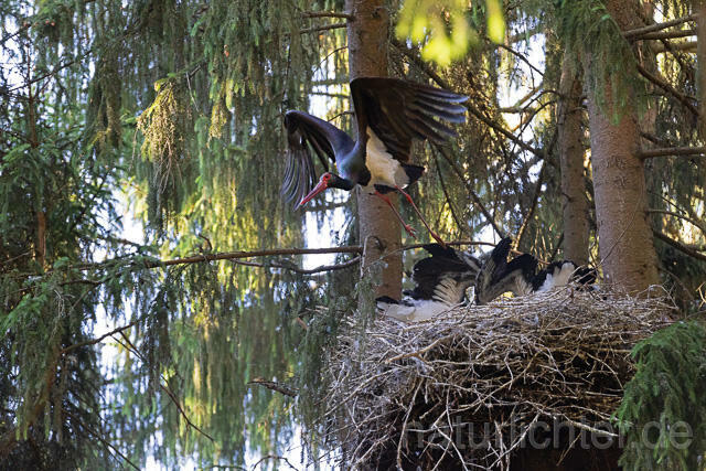 R15098 Schwarzstorch am Nest mit Jungvögeln, Black stork at nest, Thüringen