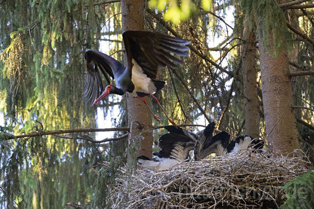 R15099 Schwarzstorch am Nest mit Jungvögeln, Black stork at nest, Thüringen