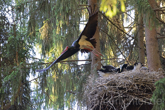 R15100 Schwarzstorch am Nest mit Jungvögeln, Black stork at nest, Thüringen