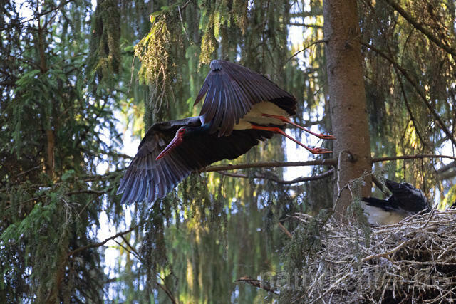 R15101 Schwarzstorch am Nest mit Jungvögeln, Black stork at nest, Thüringen