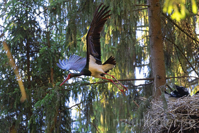 R15102 Schwarzstorch am Nest mit Jungvögeln, Black stork at nest, Thüringen