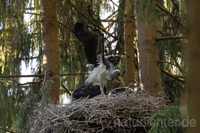 R15103 Schwarzstorch  Jungvögel am Nest, Black stork at nest, Thüringen