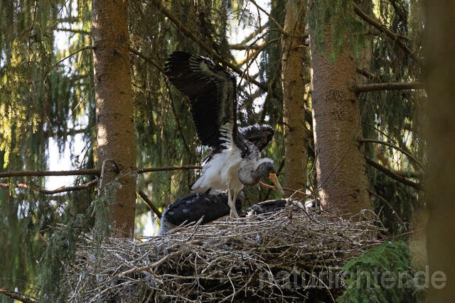 R15103 Schwarzstorch  Jungvögel am Nest, Black stork at nest, Thüringen - Christoph Robiller