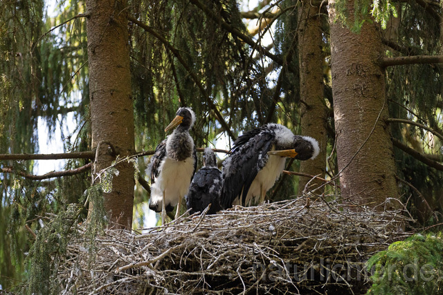 R15104 Schwarzstorch  Jungvögel am Nest, Black stork at nest, Thüringen