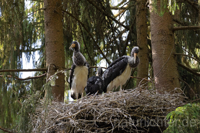 R15105 Schwarzstorch  Jungvögel am Nest, Black stork at nest, Thüringen - Christoph Robiller