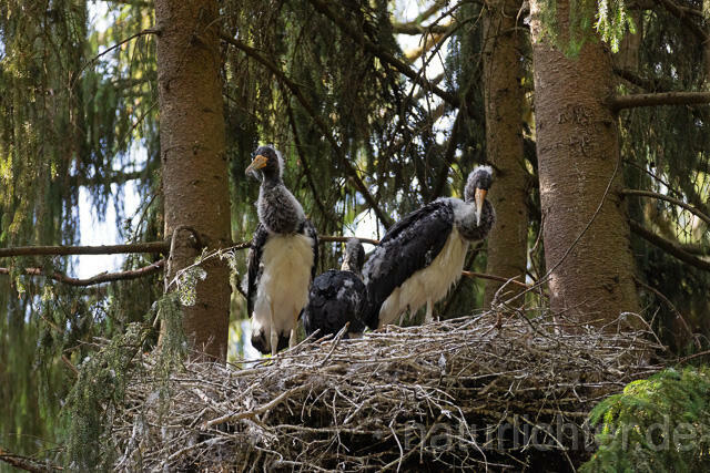 R15105 Schwarzstorch  Jungvögel am Nest, Black stork at nest, Thüringen