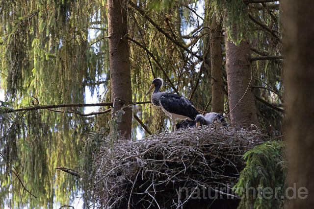 R15106 Schwarzstorch  Jungvögel am Nest, Black stork at nest, Thüringen