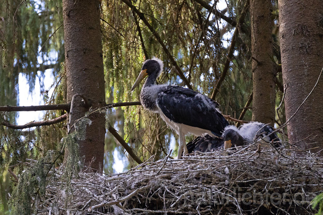 R15107 Schwarzstorch  Jungvögel am Nest, Black stork at nest, Thüringen - Christoph Robiller