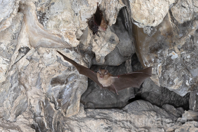 R15108 Kleine Hufeisennase im Flug, Wochenstube, Lesser Horseshoe Bat flying