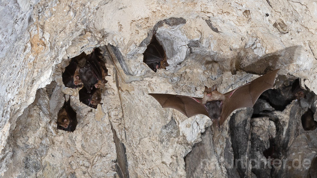 R15112 Kleine Hufeisennase im Flug, Wochenstube, Lesser Horseshoe Bat flying - Christoph Robiller