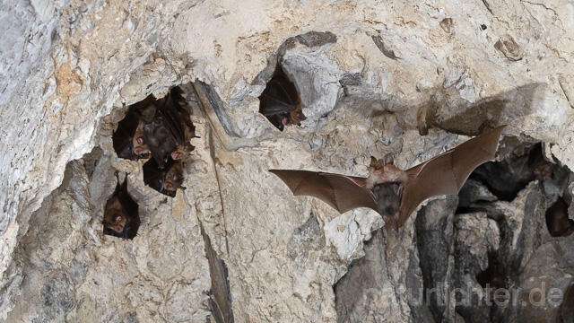 R15112 Kleine Hufeisennase im Flug, Wochenstube, Lesser Horseshoe Bat flying