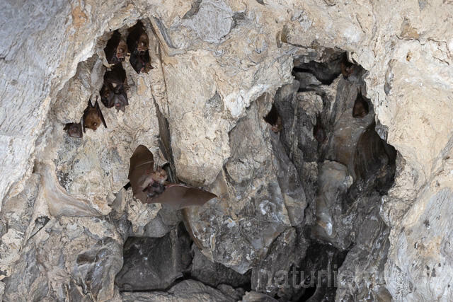 R15117 Kleine Hufeisennase im Flug, Wochenstube, Lesser Horseshoe Bat flying