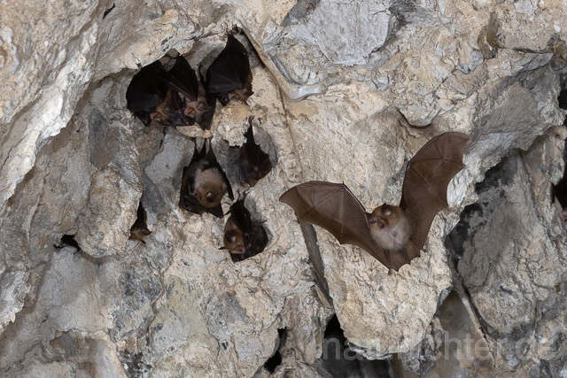 R15120 Kleine Hufeisennase im Flug, Wochenstube, Lesser Horseshoe Bat flying