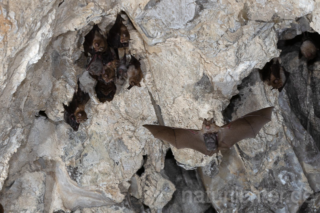 R15121  Kleine Hufeisennase im Flug, Wochenstube, Lesser Horseshoe Bat flying - Christoph Robiller