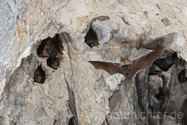 R15130 Kleine Hufeisennase im Flug mit Jungtier, Wochenstube, Lesser Horseshoe Bat flying - Christoph Robiller
