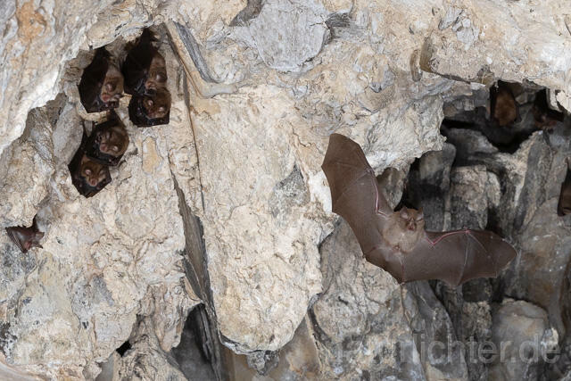 R15131 Kleine Hufeisennase im Flug, Wochenstube, Lesser Horseshoe Bat flying