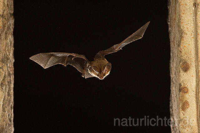 R15123 Graues Langohr im Flug, Grey Long-eared Bat flying