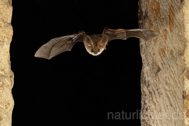 R15125 Graues Langohr im Flug, Grey Long-eared Bat flying