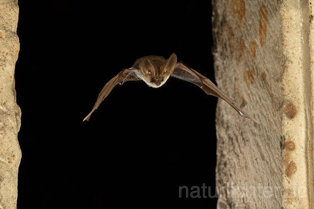 R15126 Graues Langohr im Flug, Grey Long-eared Bat flying
